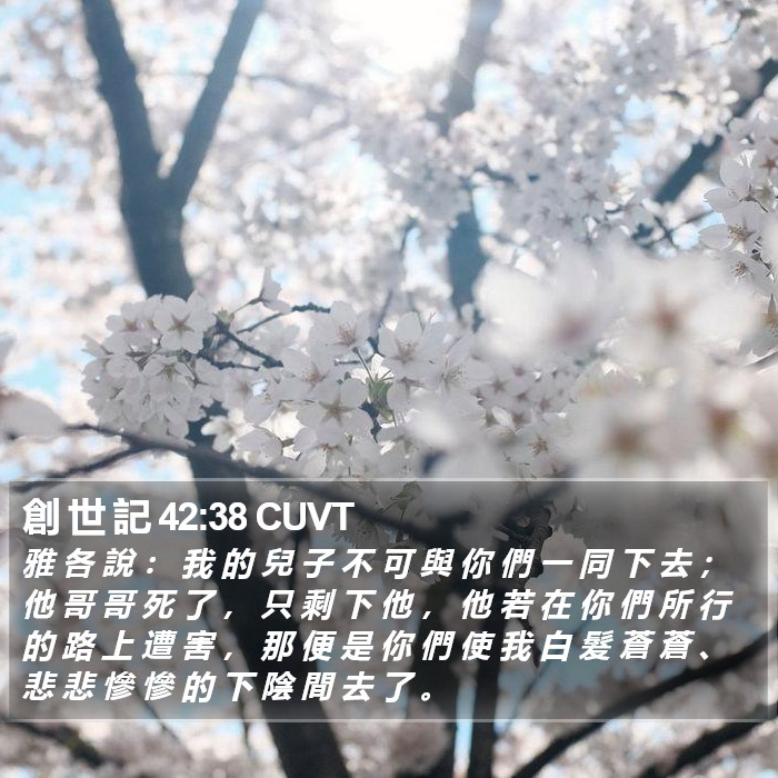 創 世 記 42:38 CUVT Bible Study