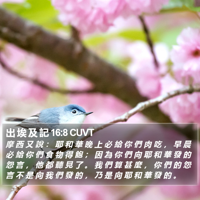 出 埃 及 記 16:8 CUVT Bible Study