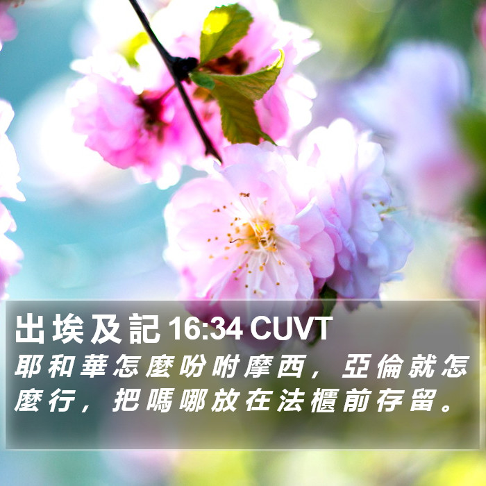出 埃 及 記 16:34 CUVT Bible Study