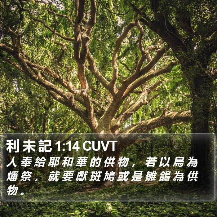 利 未 記 1:14 CUVT Bible Study