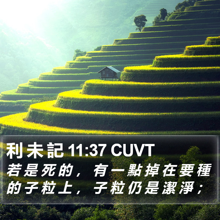 利 未 記 11:37 CUVT Bible Study