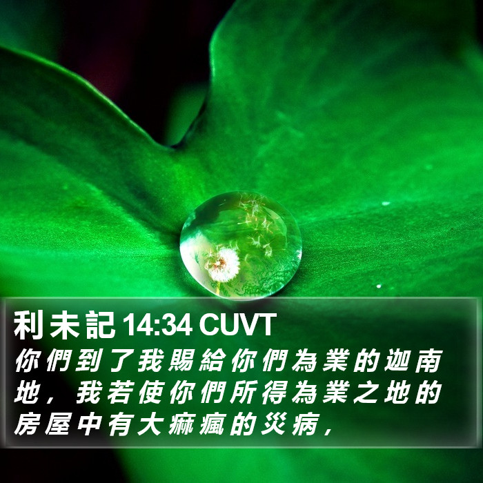 利 未 記 14:34 CUVT Bible Study