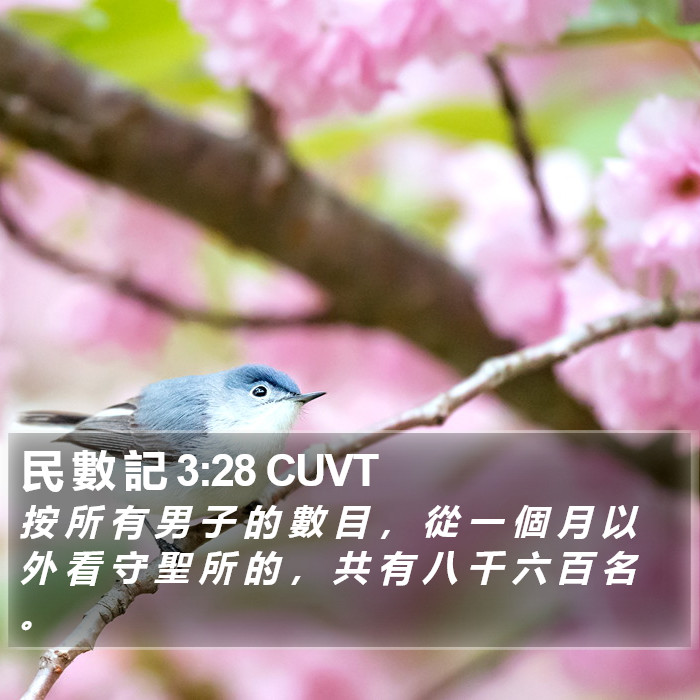 民 數 記 3:28 CUVT Bible Study