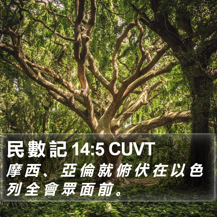 民 數 記 14:5 CUVT Bible Study