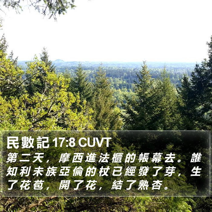 民 數 記 17:8 CUVT Bible Study