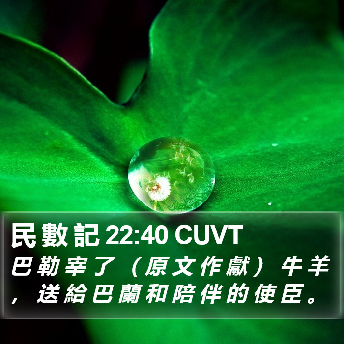 民 數 記 22:40 CUVT Bible Study