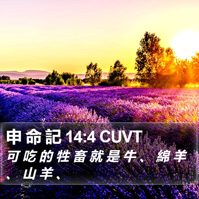 申 命 記 14:4 CUVT Bible Study