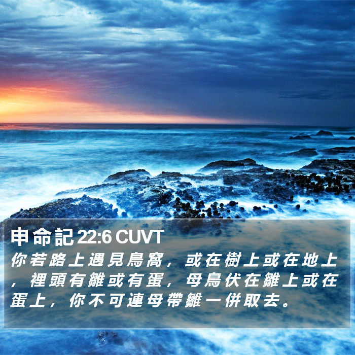 申 命 記 22:6 CUVT Bible Study