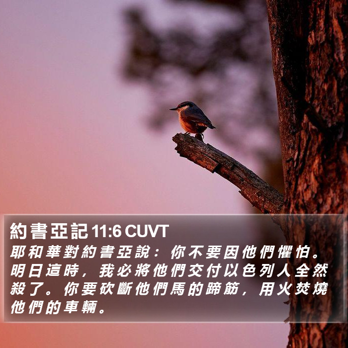 約 書 亞 記 11:6 CUVT Bible Study