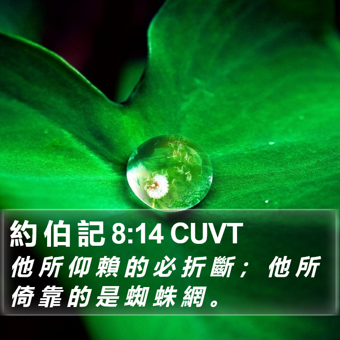 約 伯 記 8:14 CUVT Bible Study