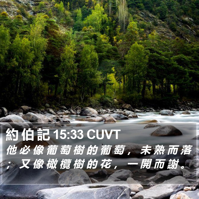 約 伯 記 15:33 CUVT Bible Study