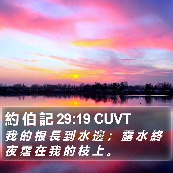 約 伯 記 29:19 CUVT Bible Study