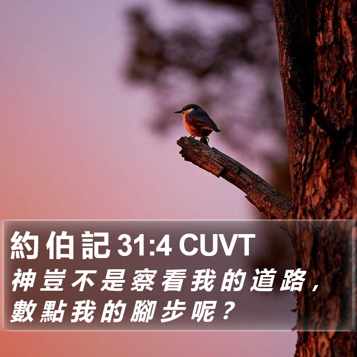 約 伯 記 31:4 CUVT Bible Study