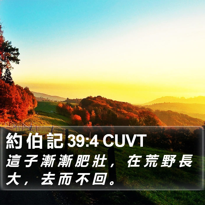 約 伯 記 39:4 CUVT Bible Study