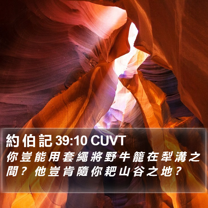 約 伯 記 39:10 CUVT Bible Study