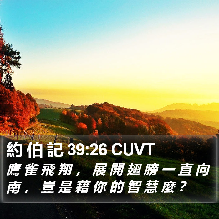 約 伯 記 39:26 CUVT Bible Study