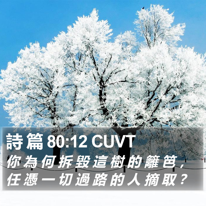 詩 篇 80:12 CUVT Bible Study