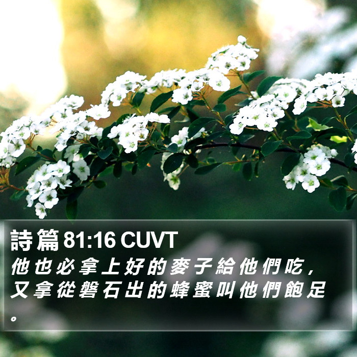 詩 篇 81:16 CUVT Bible Study