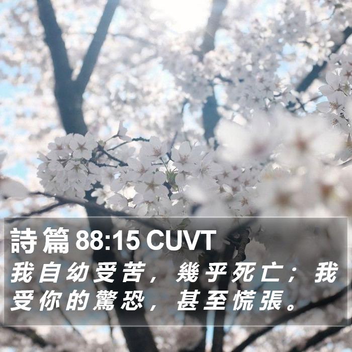 詩 篇 88:15 CUVT Bible Study