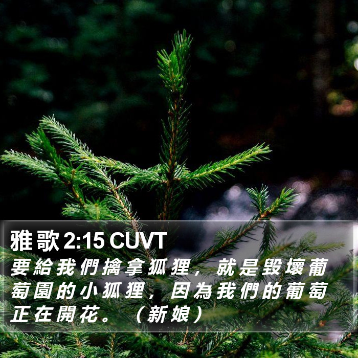 雅 歌 2:15 CUVT Bible Study