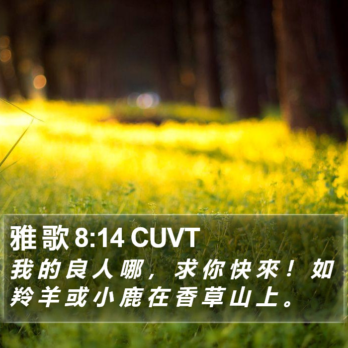 雅 歌 8:14 CUVT Bible Study