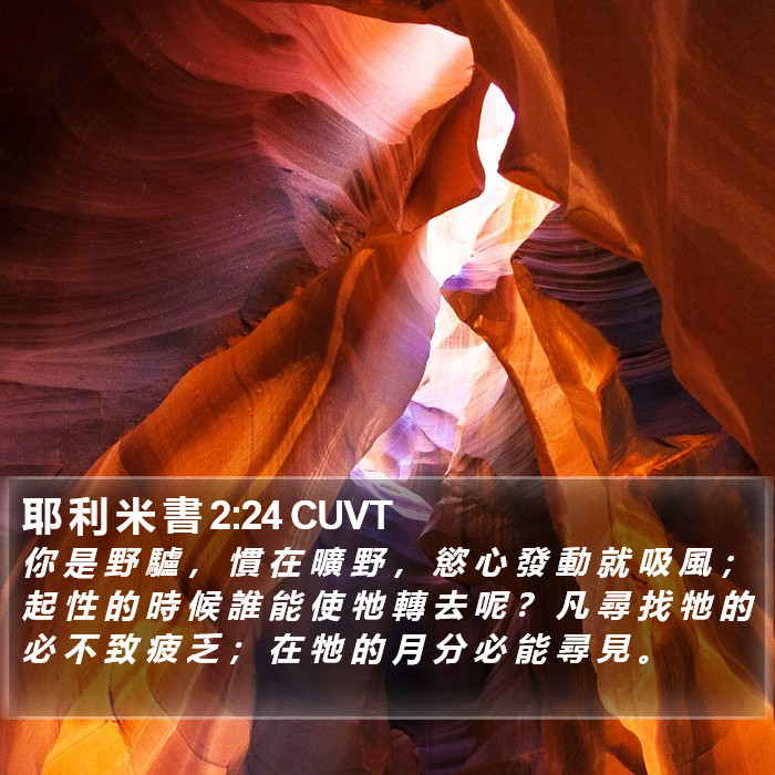 耶 利 米 書 2:24 CUVT Bible Study