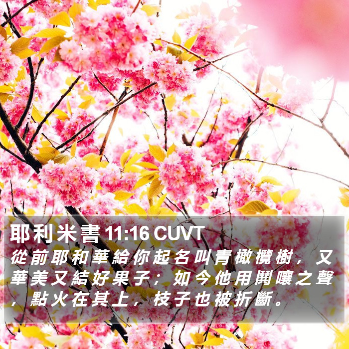 耶 利 米 書 11:16 CUVT Bible Study