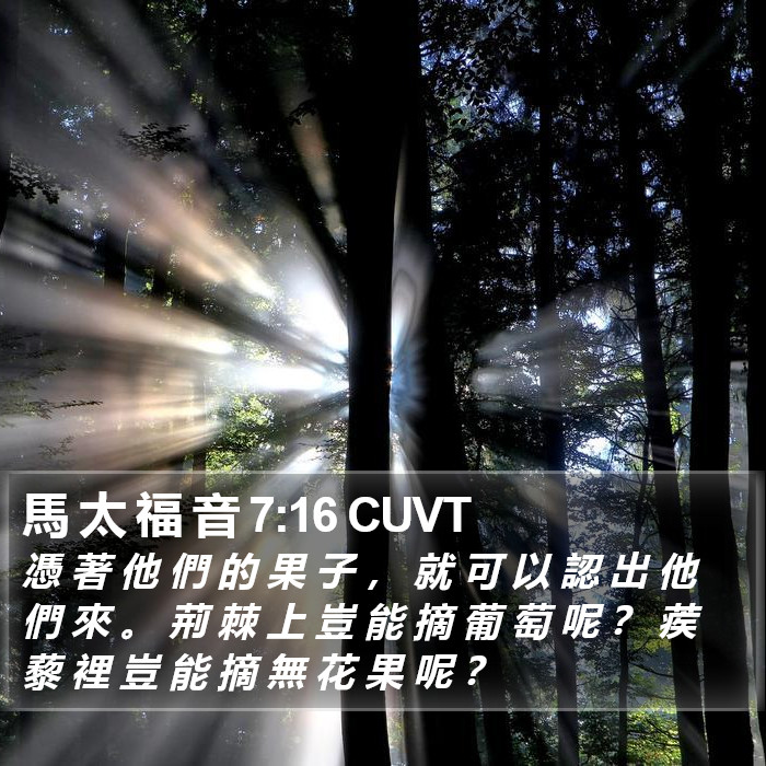 馬 太 福 音 7:16 CUVT Bible Study