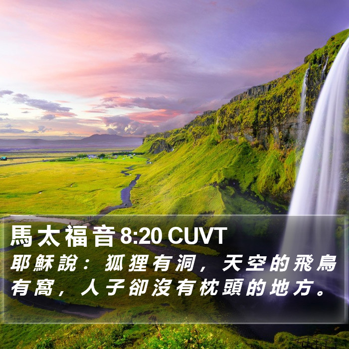 馬 太 福 音 8:20 CUVT Bible Study