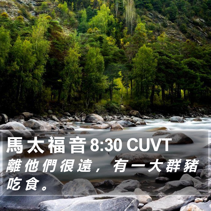 馬 太 福 音 8:30 CUVT Bible Study
