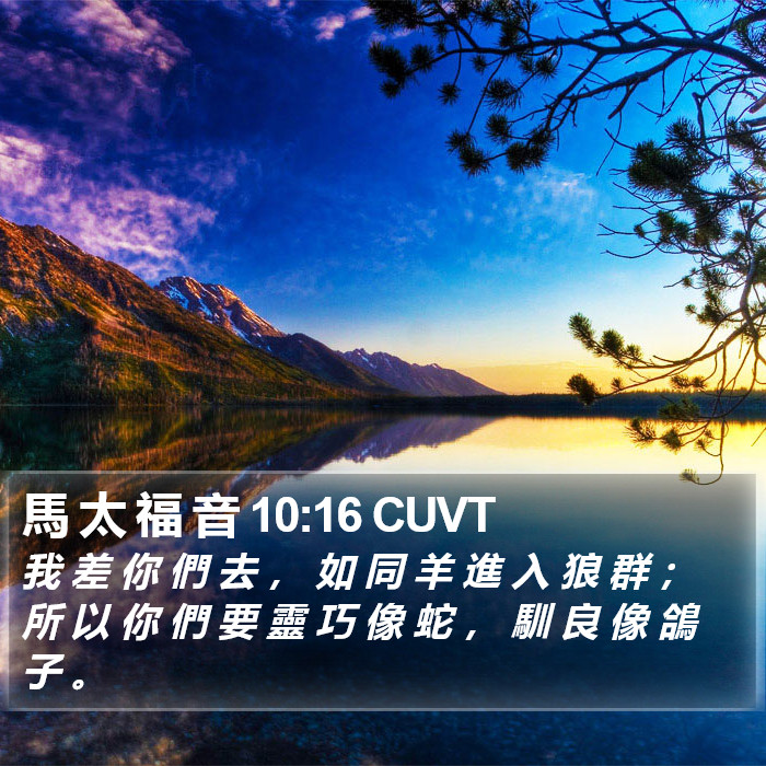 馬 太 福 音 10:16 CUVT Bible Study