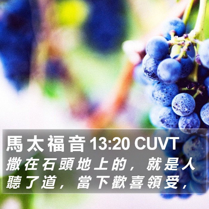 馬 太 福 音 13:20 CUVT Bible Study