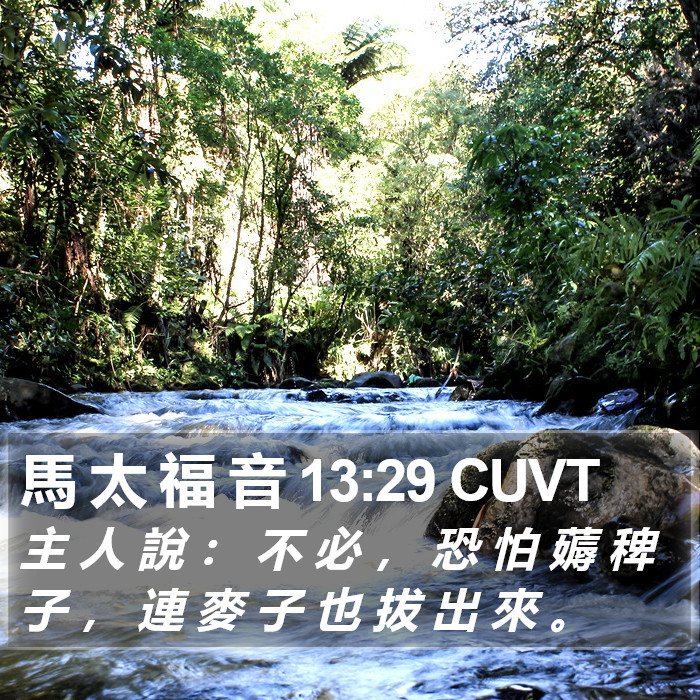 馬 太 福 音 13:29 CUVT Bible Study