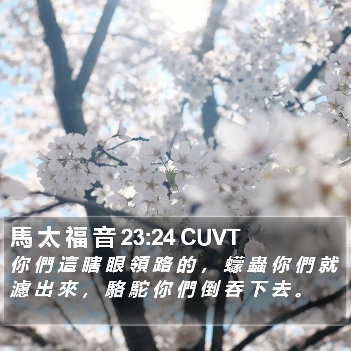 馬 太 福 音 23:24 CUVT Bible Study