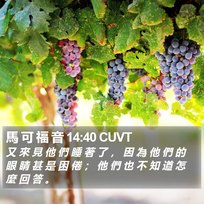 馬 可 福 音 14:40 CUVT Bible Study