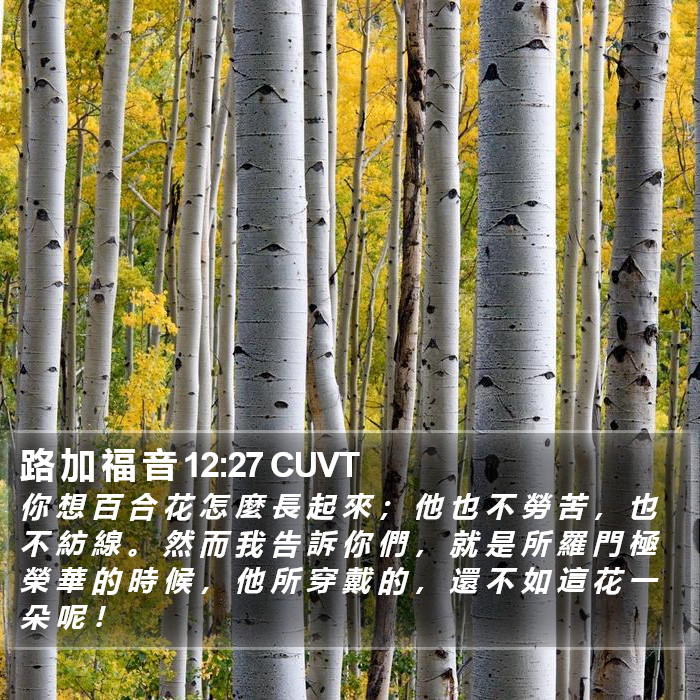 路 加 福 音 12:27 CUVT Bible Study