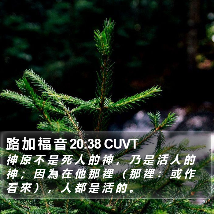 路 加 福 音 20:38 CUVT Bible Study