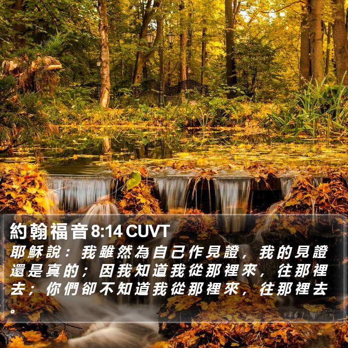 約 翰 福 音 8:14 CUVT Bible Study