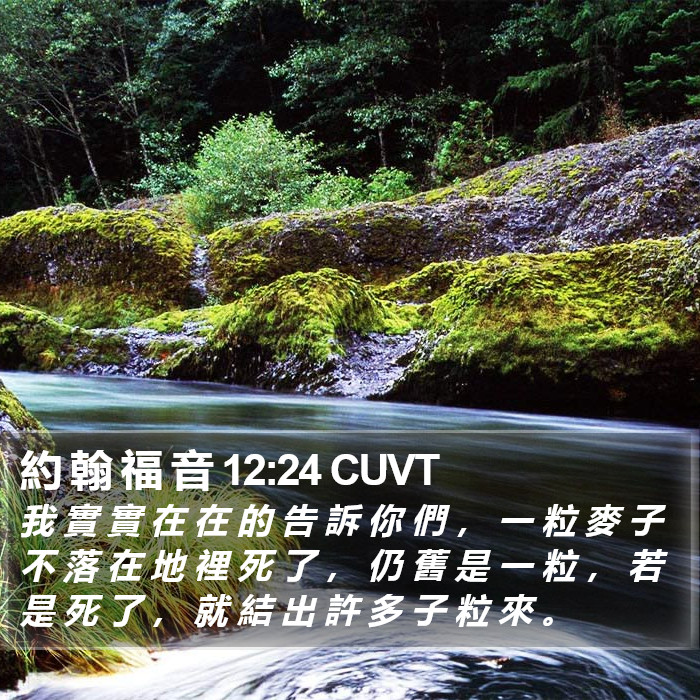 約 翰 福 音 12:24 CUVT Bible Study