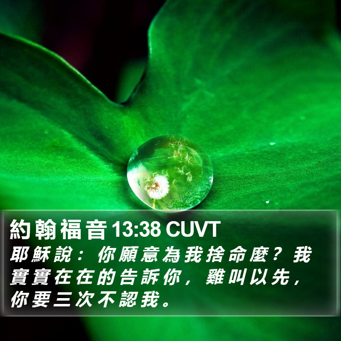 約 翰 福 音 13:38 CUVT Bible Study