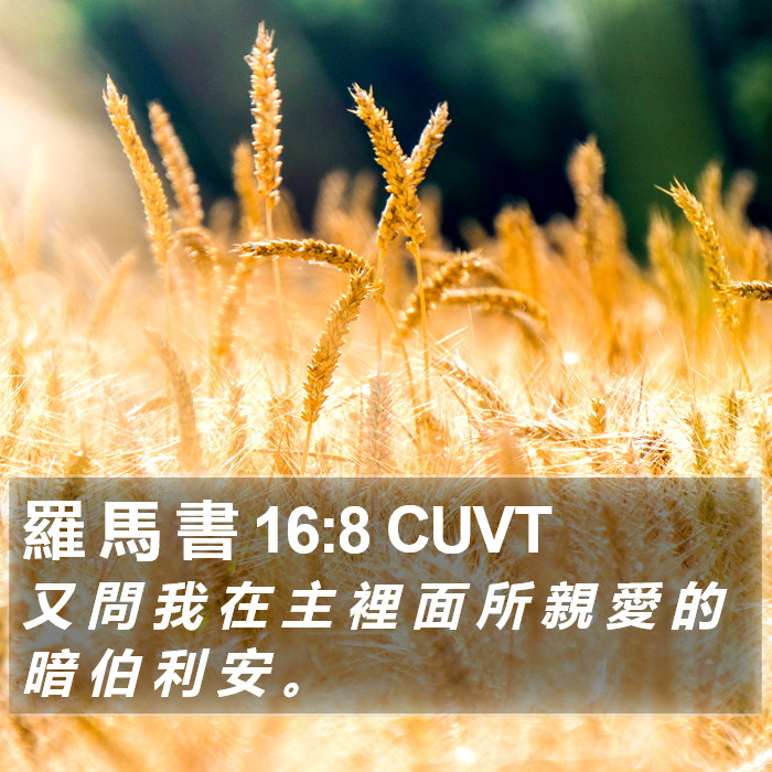 羅 馬 書 16:8 CUVT Bible Study