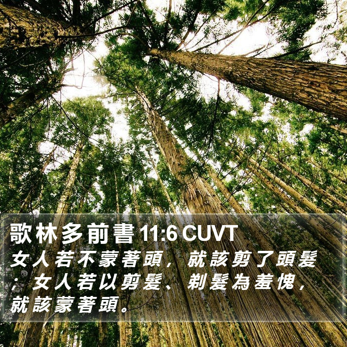 歌 林 多 前 書 11:6 CUVT Bible Study