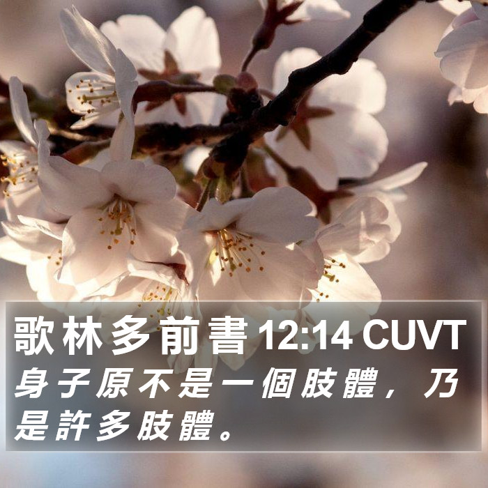 歌 林 多 前 書 12:14 CUVT Bible Study