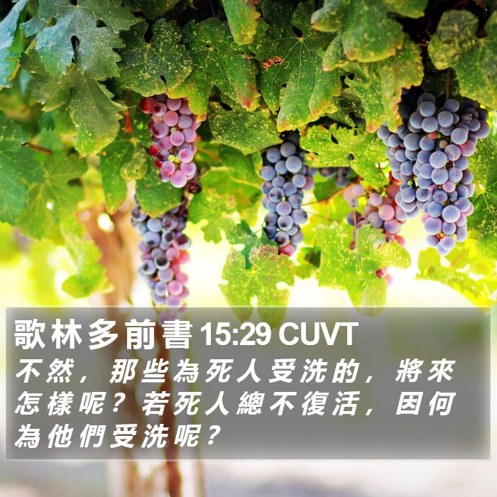 歌 林 多 前 書 15:29 CUVT Bible Study