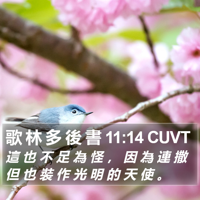 歌 林 多 後 書 11:14 CUVT Bible Study