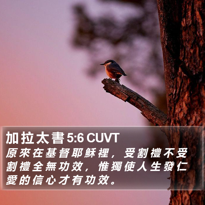 加 拉 太 書 5:6 CUVT Bible Study